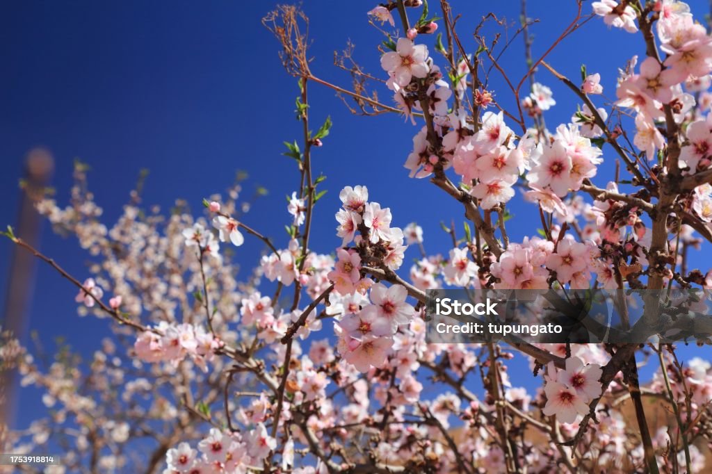 Almond blossoms in Morocco Blooming almond trees in Anti-Atlas mountains near Tafraout, Morocco. Spring time almond blossoms in Morocco. Almond Tree Stock Photo