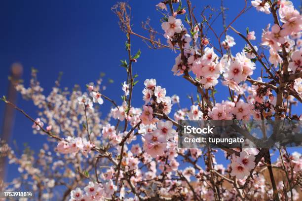Almond Blossoms In Morocco Stock Photo - Download Image Now - Almond Tree, Blossom, Almond