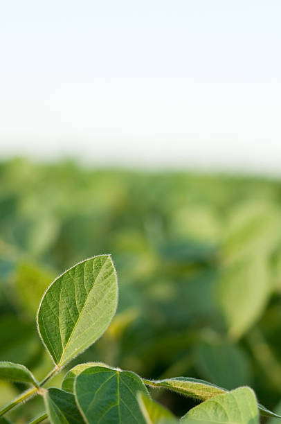 istock Color Image of Farm Crop, With Copy Space 175391979