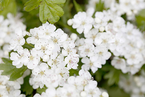 istock Blossoms of Hawthorn (Crataegus monogyna) or May Blossom 175392147