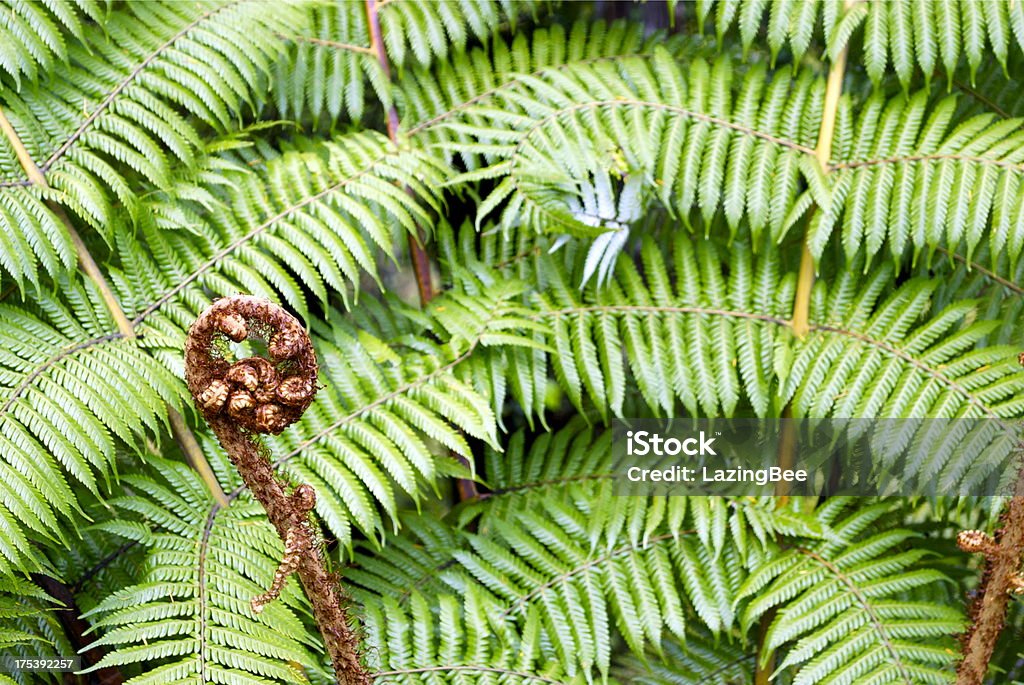 Punga Fern Blattfiedern (Koru) - Lizenzfrei Farn Stock-Foto