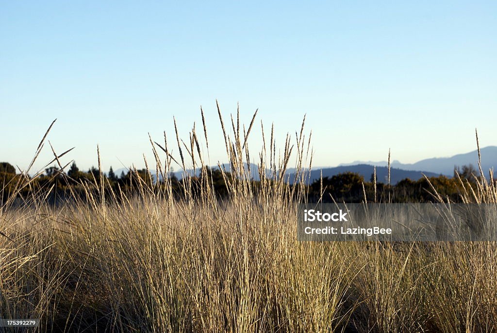 Трава головки, Motueka Spit, Тасмании, Новой Зеландии - Стоковые фото Абстрактный роялти-фри