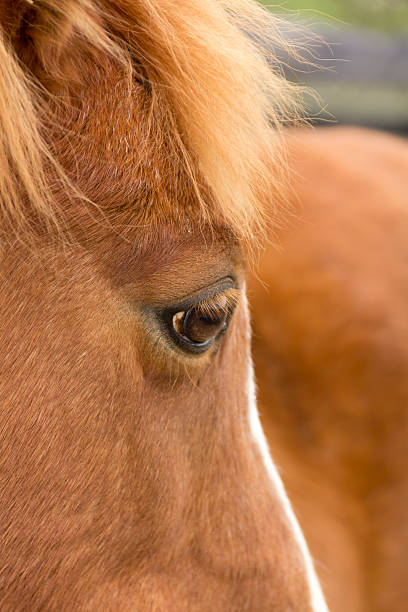 istock Eye to the soul. 175392403