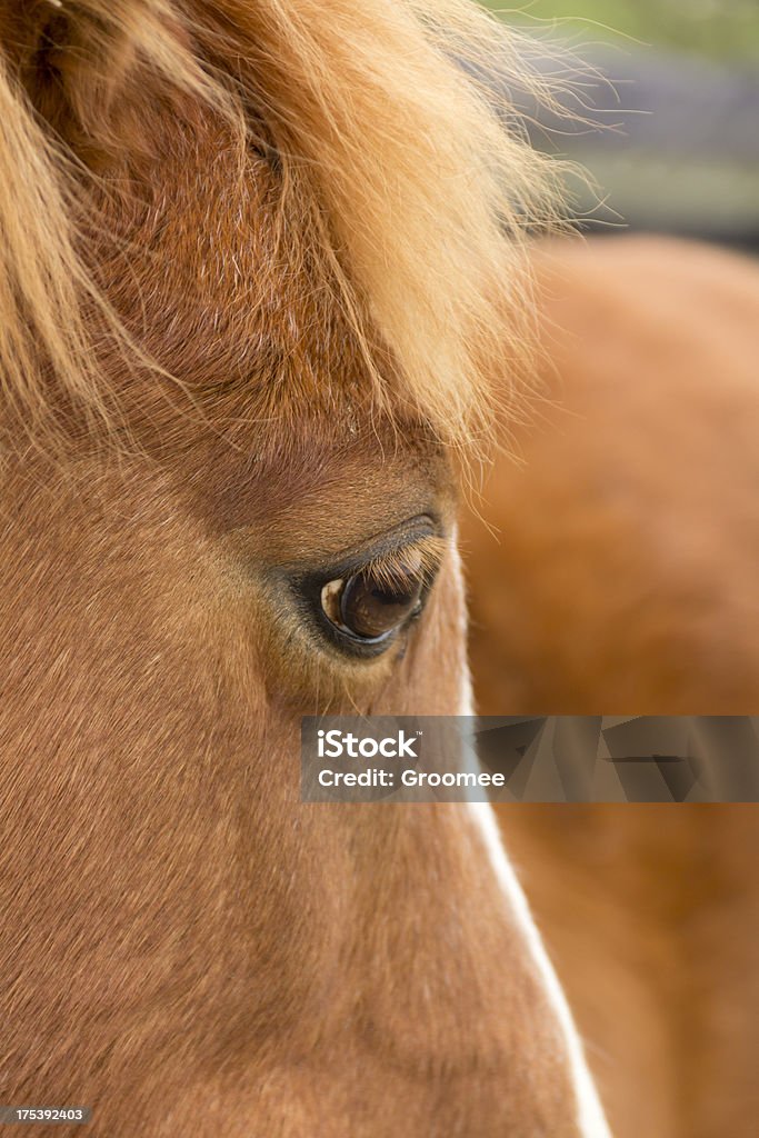 Olho para a alma. - Royalty-free Alazão - Cor de Cavalo Foto de stock