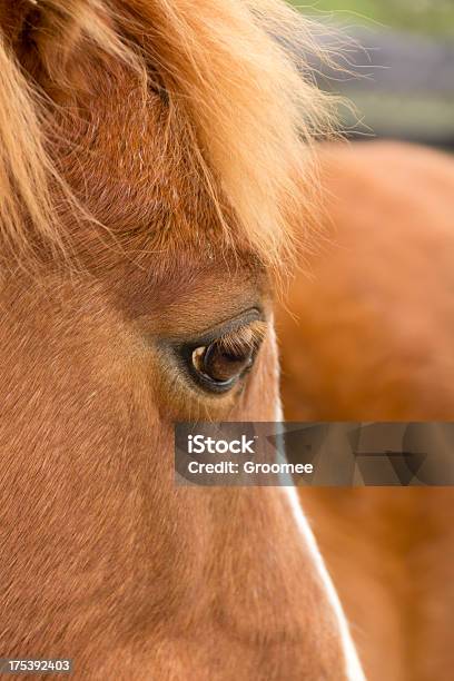 Olho Para A Alma - Fotografias de stock e mais imagens de Alazão - Cor de Cavalo - Alazão - Cor de Cavalo, Animal, Beleza