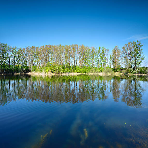 istock Poplar Trees Reflecting in Lake - Early Spring 175392565