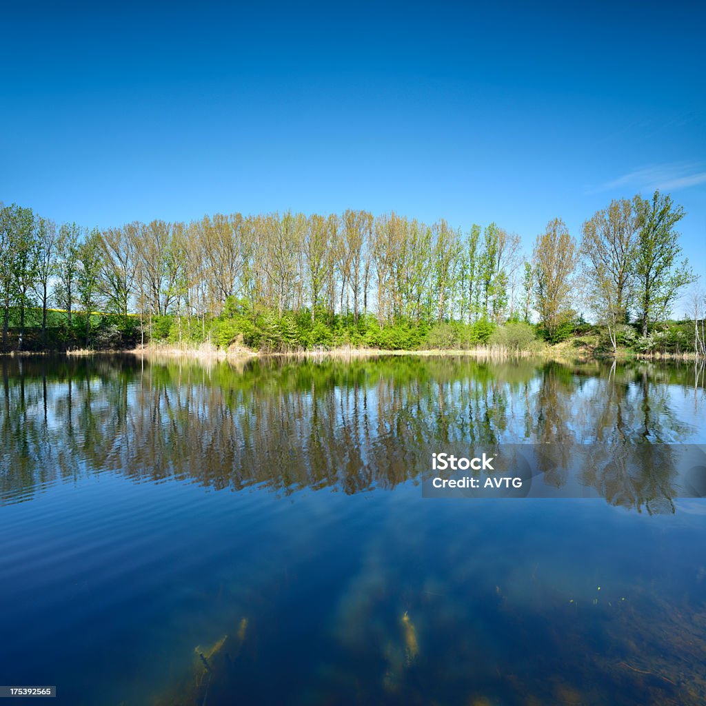 Тополь деревьев оформлены в озеро — тариф «Early Spring - Стоковые фото Без людей роялти-фри