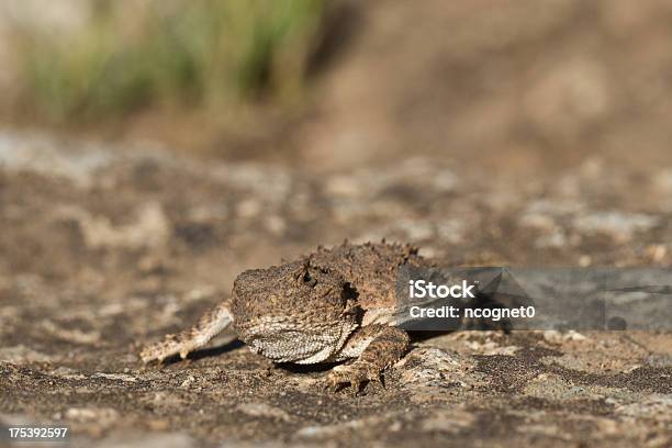 Horned Toad - zdjęcia stockowe i więcej obrazów Żaba - Żaba, Ropucha, Stan Sonora