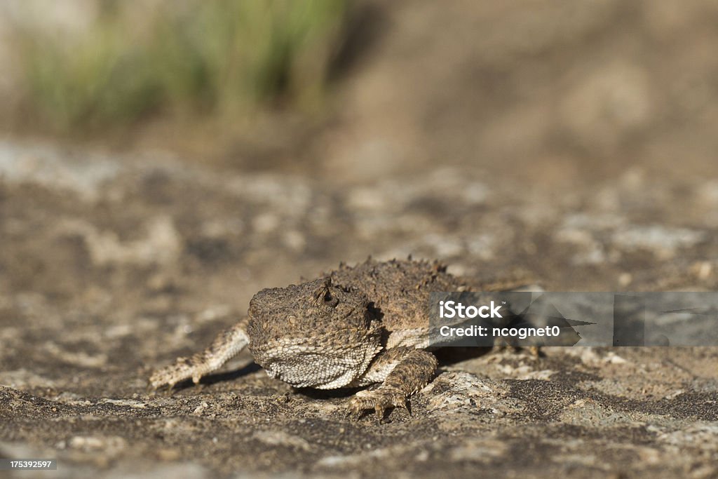 Horned Sapo - Foto de stock de Rã royalty-free