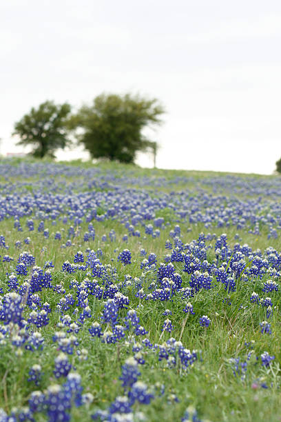 istock Field of Texas bluebonnets 175392775