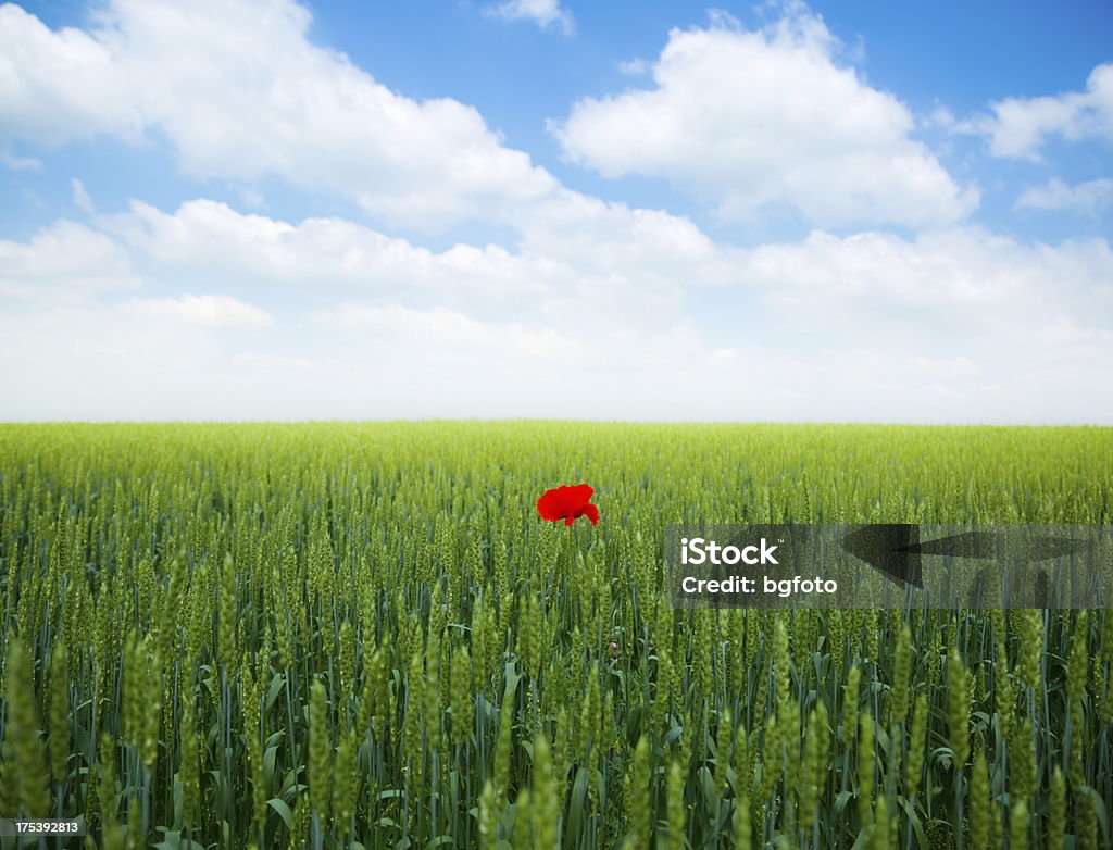 Poppi e grano - Foto stock royalty-free di Agricoltura