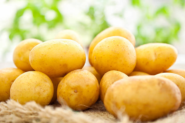 신선한 유기농 감자 - new potato raw potato freshness organic 뉴스 사진 이미지