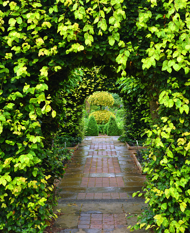 Arches in ornimental Hedges and brick path