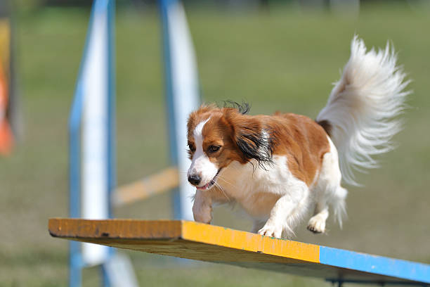 Kooikerhondje ストックフォト