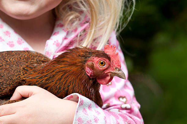 istock Bantam Cochin and girl 175393082