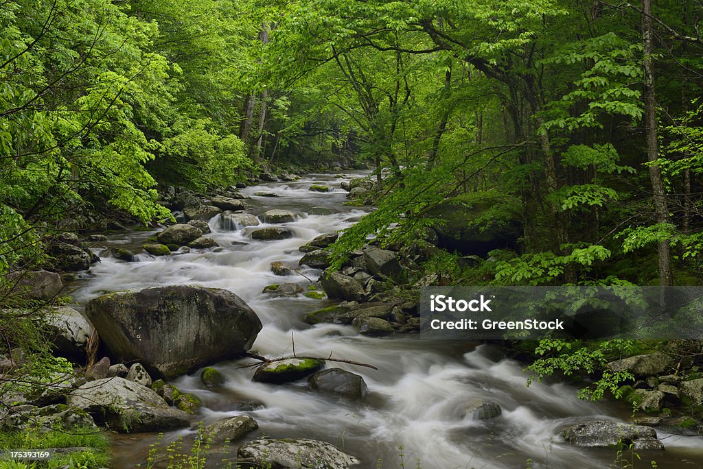 Pequeno Rio Pigeon no Tremont das Great Smoky Mountains - Foto de stock de Natureza royalty-free