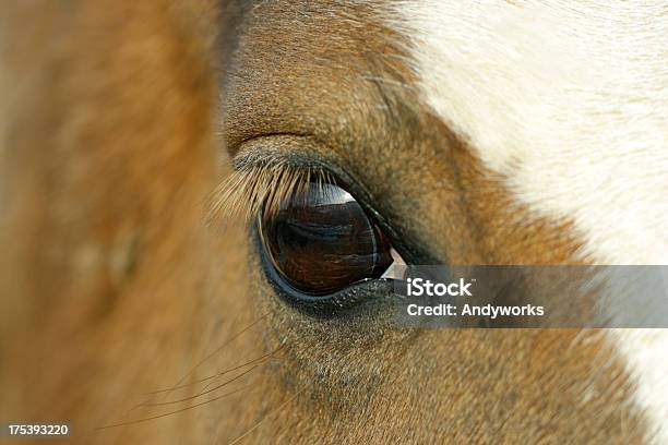 Horseye Stockfoto und mehr Bilder von Bildschärfe - Bildschärfe, Einzelnes Tier, Fotografie