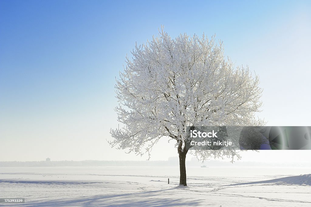 Schneebedeckte Weihnachtsbaum im winter Landschaft vor blauem Himmel - Lizenzfrei Baum Stock-Foto