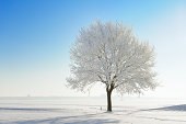 Snow covered tree in winter landscape against blue sky