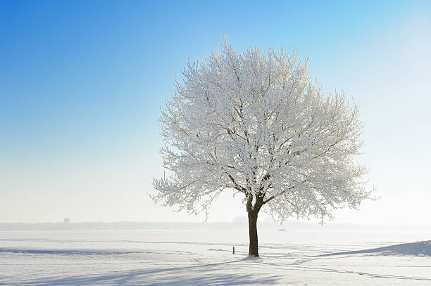 Snow covered tree in winter landscape against blue sky stock photo