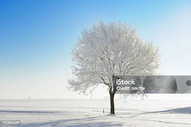 Śnieg Objęte Drzewo W Zimie Krajobraz Z Błękitnego Nieba - zdjęcia stockowe i więcej obrazów Drzewo