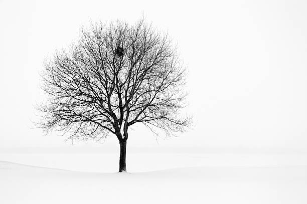 istock Tree in winter landscape, black and white 175393437