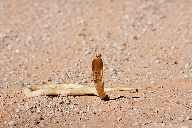капская кобра, naja nivea, угрозу представляет, с капюшоном с - cobra front view snake cape cobra стоковые фото и изображения