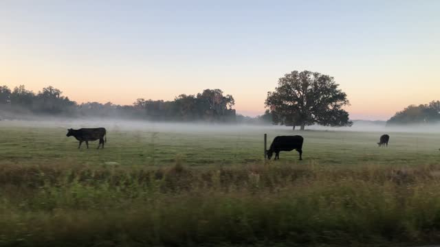 Side view while driving past cows and oaks trees in foggy field at dawn