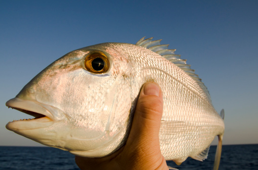 A porgy caught in the Florida Keys