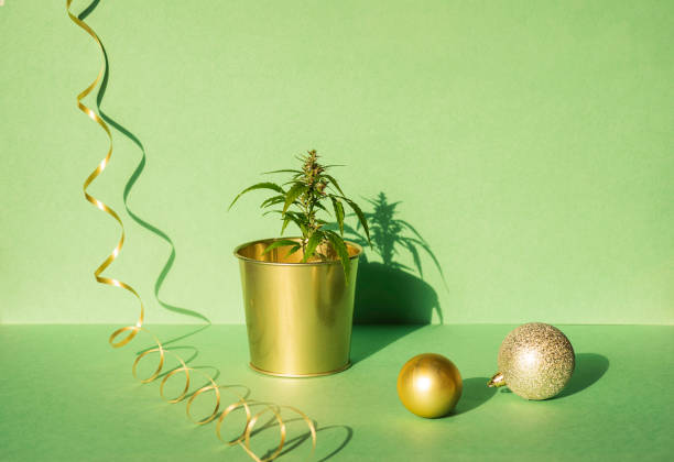 Cannabis branch, marijuana in a golden flower pot with Christmas decor and gift box on a green festive background stock photo