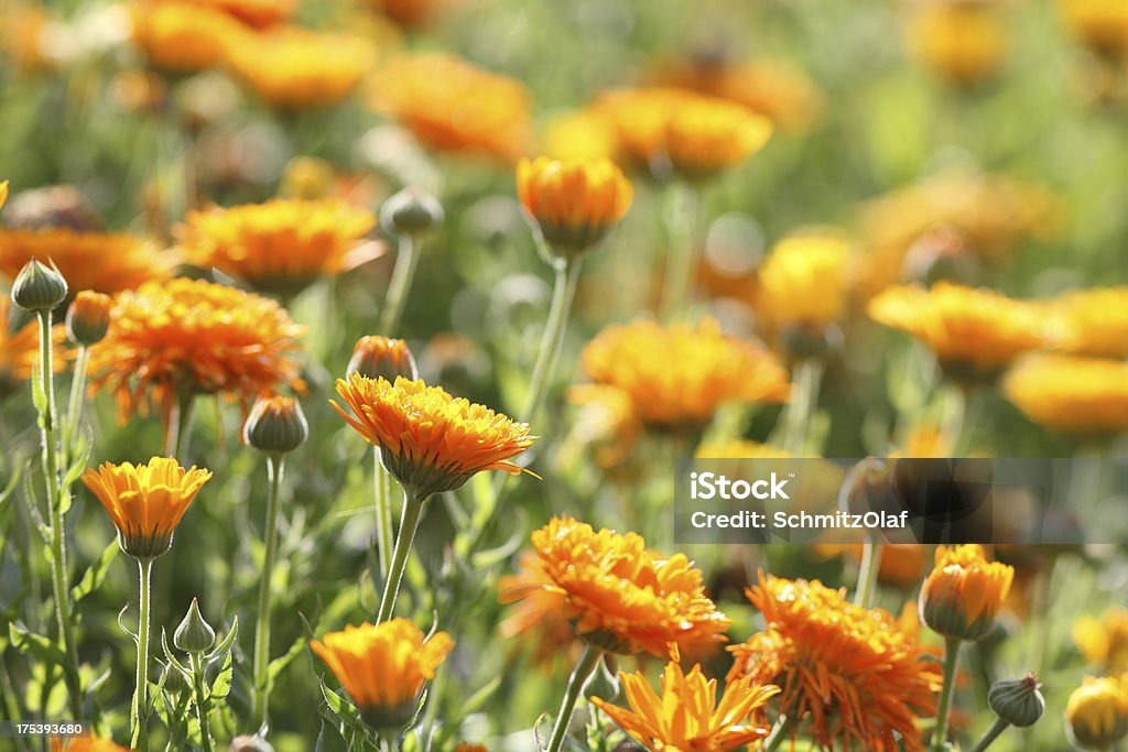 Prato con Fiorrancio coltivato-calendula officinalis - Foto stock royalty-free di Calta