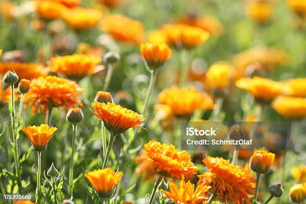 Prato Con Fiorrancio Coltivatocalendula Officinalis - Fotografie stock e altre immagini di Calta