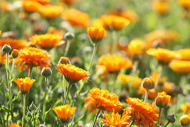 meadow 、マリーゴールド-キンセンカ officinalis - nobody nature orange calendula arvensis ストックフォトと画像