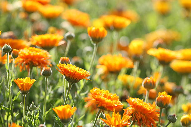 istock meadow with pot marigold - calendula officinalis 175393680