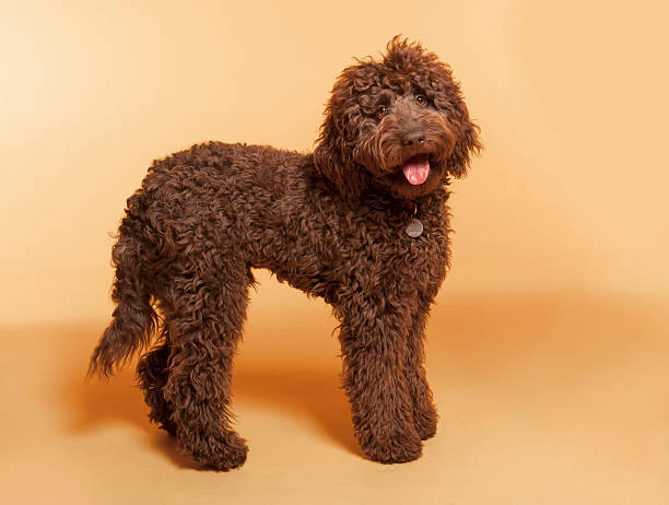 Chocolate Labradoodle photographed in studio A cross or mixed breed Chocolate Labradoodle standing profile and photographed against an off yellow background looking at the camera. A Labradoodle is a mixed-breed dog created by crossing the Labrador Retriever and the Standard or Miniature Poodle. labradoodle stock pictures, royalty-free photos & images