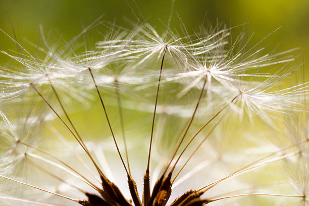 istock Dandelion - Summer Morning Green Nature Macro 175393775