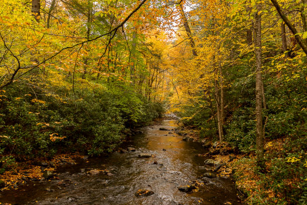 istock Brook meanders through the woods at Dingmans Falls Pennsylvania 1753938859