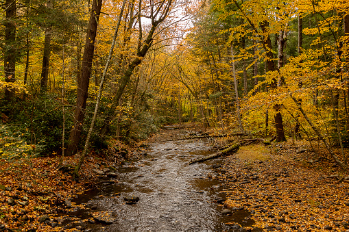 Brook meanders through the woods at Dingmans Falls Pennsylvania