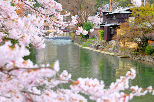 Kyoto river with sakura tree