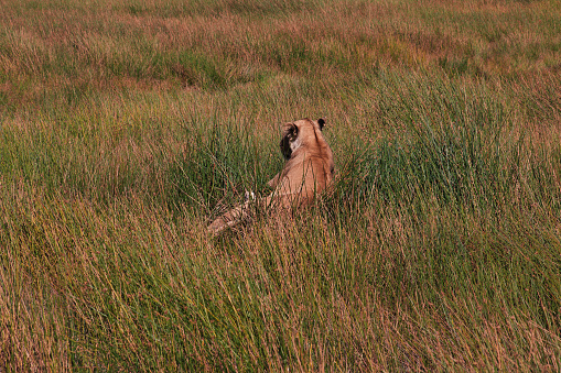 Two male lions resting, Kruger national park, South Africa
