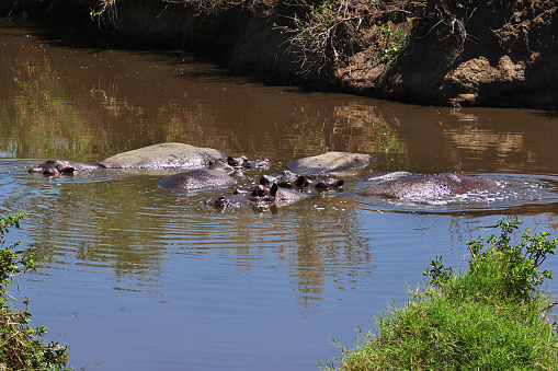 Hippo, Hippopotamus on safari in Kenia and Tanzania