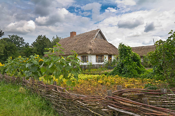 polaco granja, mzsovia, polonia - sunflower flower flower bed light fotografías e imágenes de stock