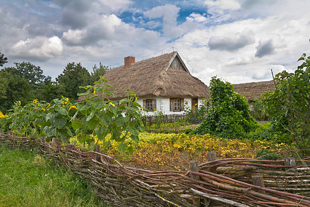 vernis ferme, mzsovia, pologne - sunflower flower flower bed light photos et images de collection