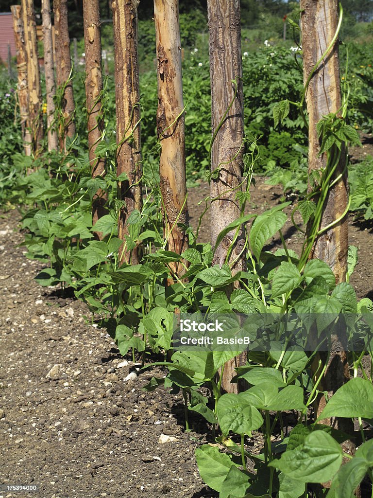 Grüne Bohnen im Garten - Lizenzfrei Agrarland Stock-Foto