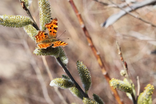 butterfly urticaria on a willow branch in spring