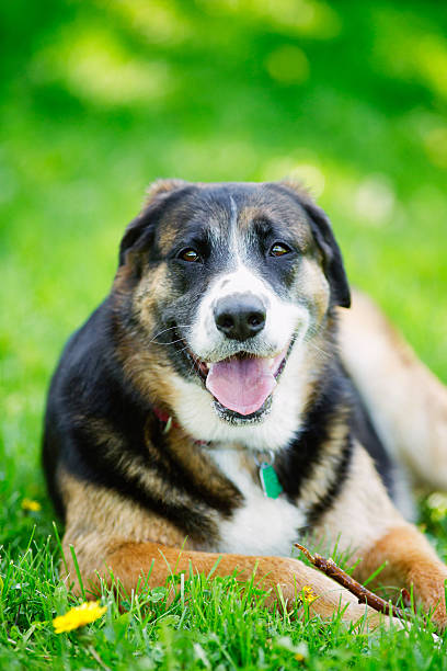 istock Happy Labernois Dog Lying in grass 175394020