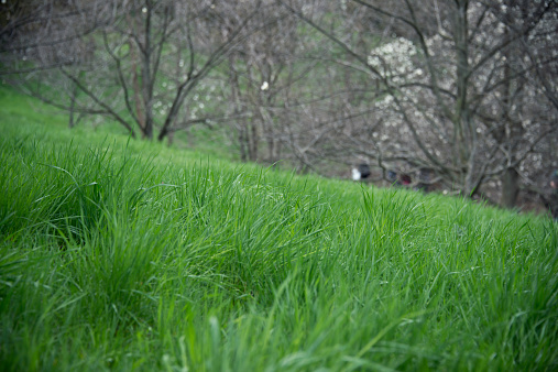 green grass in spring garden. Soft evening light.