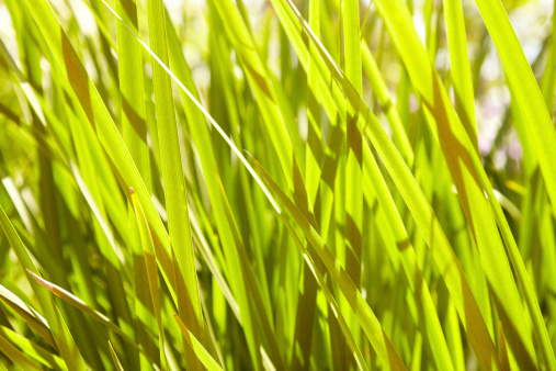 Close up of grass with sunlight. Horizontal composition.