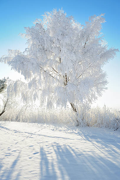 istock Sun behind the snow covered tree in winter landscape 175395097
