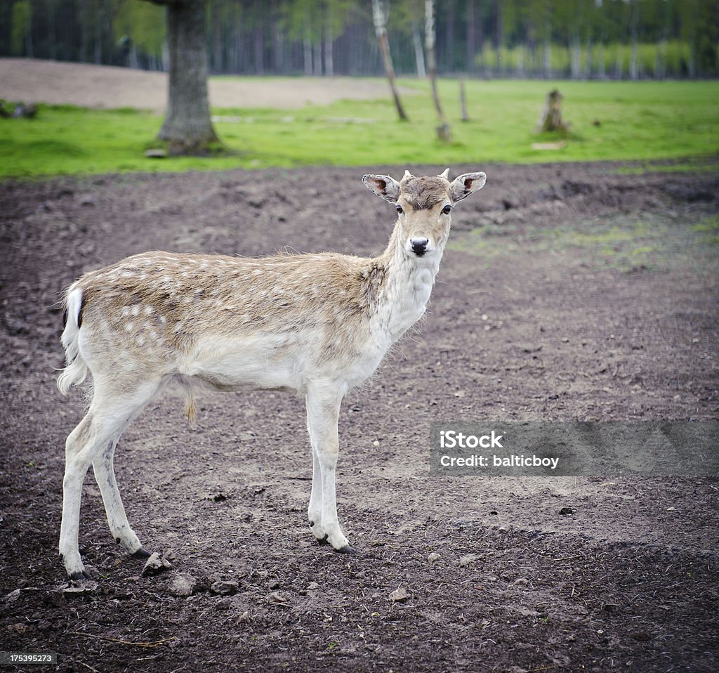 Deer Young deer in the meadow. Converted from Nikon RAW. Agricultural Field Stock Photo